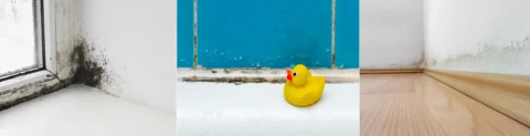 Bildcollage von Schimmel am Fenster, im Bad und an Sockelleisten