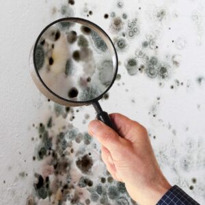 AdobeStock_77537754 Bild für Schimmelgutachten Mini