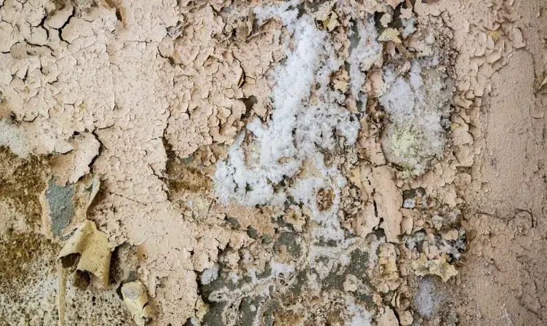 Eine Außenwand zeigt salzige Ausblühungen von Salpeter