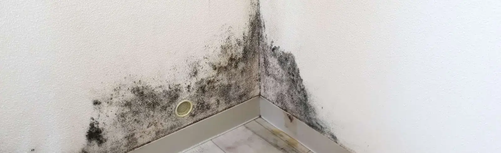 Ein Blick auf eine Ecke in der Wohnung - Schimmel hat sich auf der Tapete breitgemacht