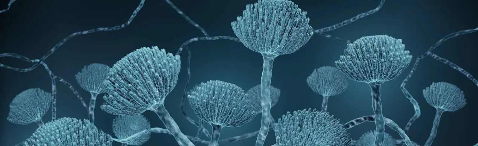 Ernsthafte Warnung: Vermeiden Sie um jeden Preis Kontakt mit dem Killer-Schimmel Aspergillus fumigatus