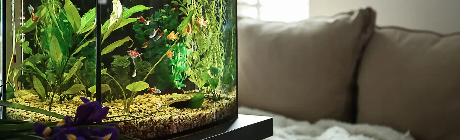 schimmelprotektor_schimmel-im-haus_luftfeuchtigkeit_schimmelentfernung_schimmelgutachten_solingen_blog_feuchtigkeit_aquarium