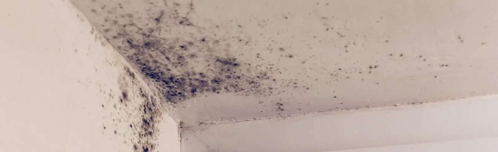 Deutliche Schimmelspuren an der Zimmerdecke und auf der Wand