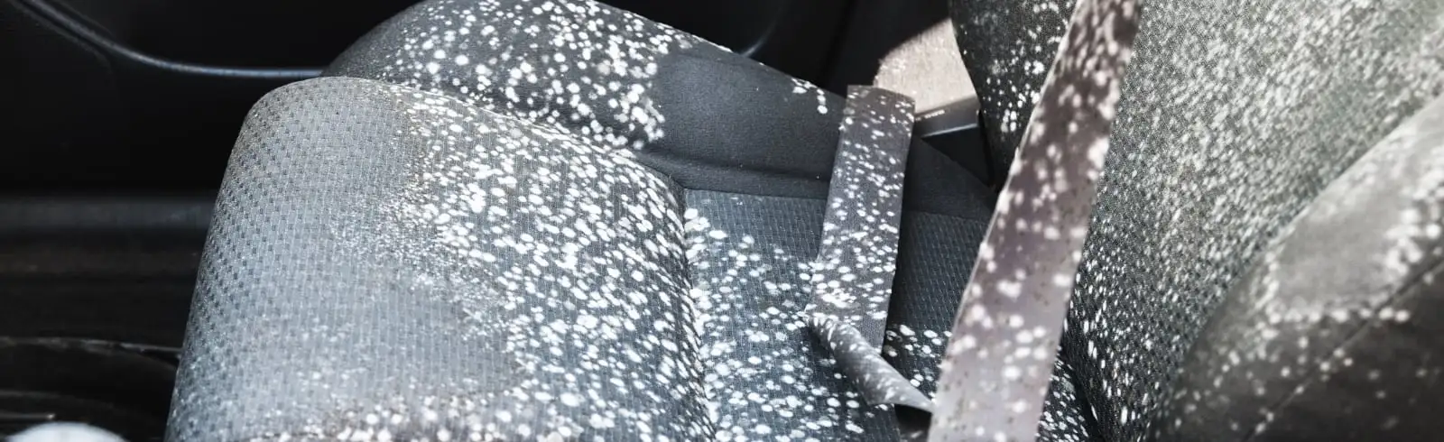 Die Rücksitzfläche eines Autos ist mit Schimmelflecken übersäht