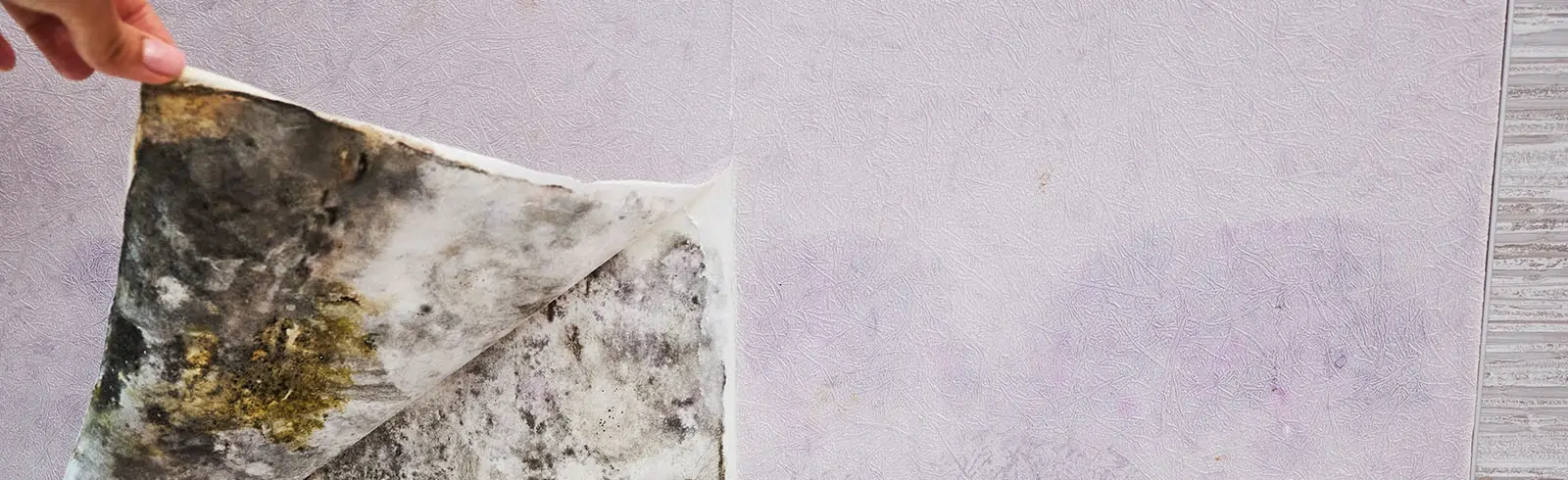 Ein Mieter zieht die Tapete ab und findet darunter Schimmel