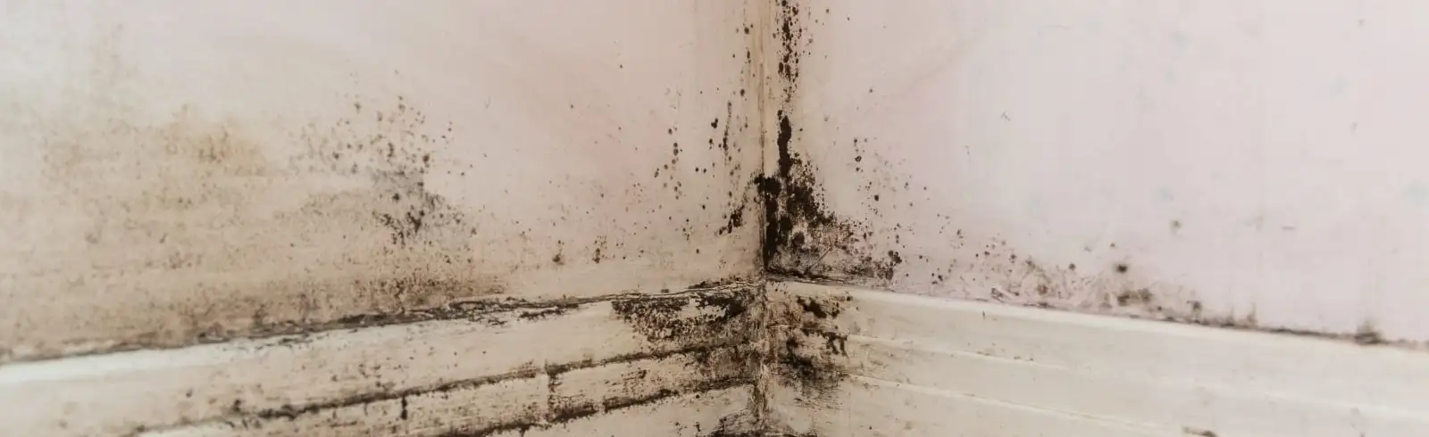 Schimmelnotfall? Erste Hilfe!