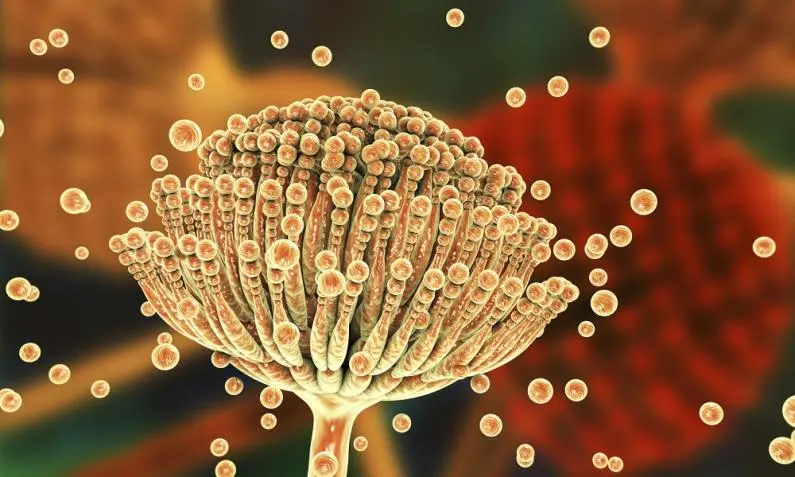 Mikroskopische Darstellung von Schimmelsporen